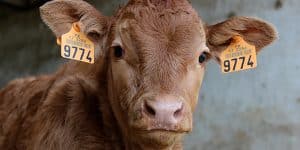 DNA exploited to increase dairy yield