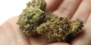No criminal record for personal use cannabis