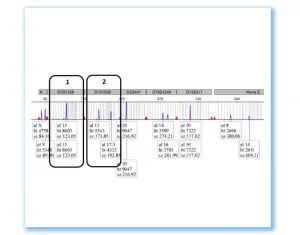 Relationship-testing-DNA-markers.jpg